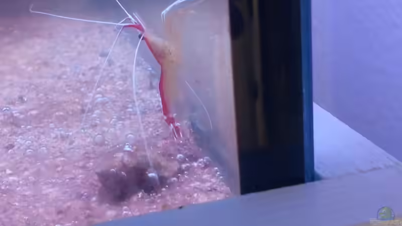 Aquarien mit Lysmata amboinensis (Weißbandputzergarnele)