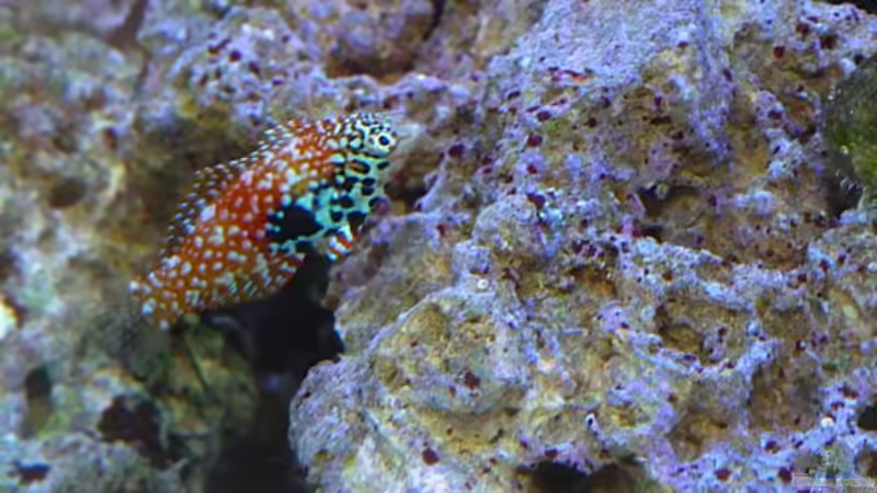 Aquarien mit Macropharyngodon bipartitus (Diamant-Lippfisch)