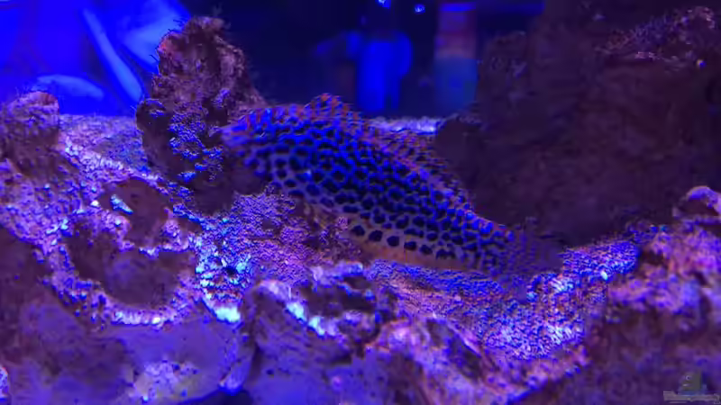 Macropharyngodon meleagris im Aquarium halten (Einrichtungsbeispiele für Leoparden-Junker)