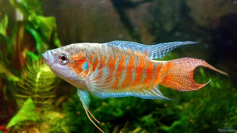 Aquarien für Macropodus opercularis (Paradiesfisch)