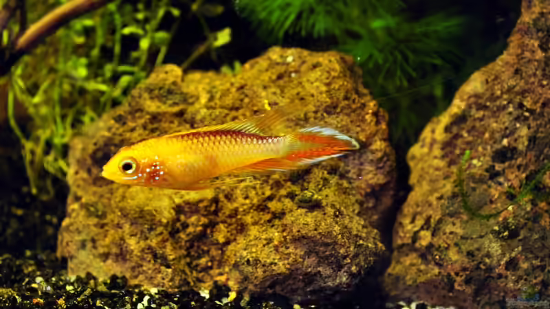 Einrichtungsbeispiele für die Haltung von Apistogramma agassizii (Agassiz-Zwergbuntbarsch) im Aquarium