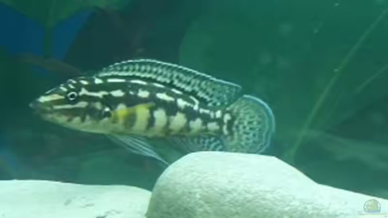 Einrichtungsbeispiele für Aquarien mit Julidochromis-Arten