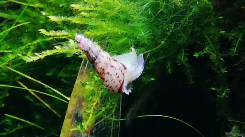 Aquarien mit Melanoides tuberculata (Malaiische Turmdeckelschnecke)