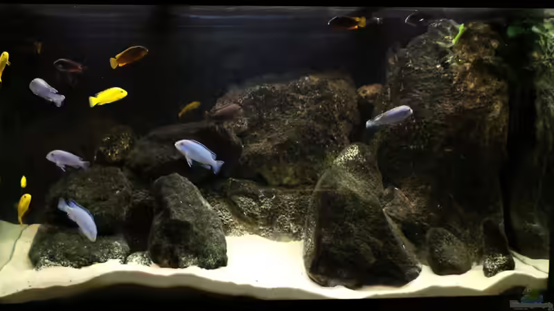 Malawi-Aquarium Malawi-Aquarium