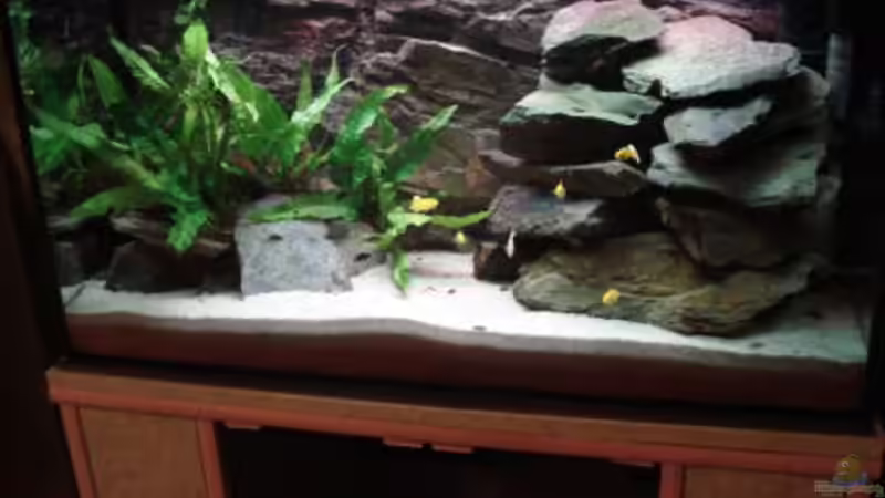 Malawi Aufzuchtsbeken Malawi Aufzuchtsbeken