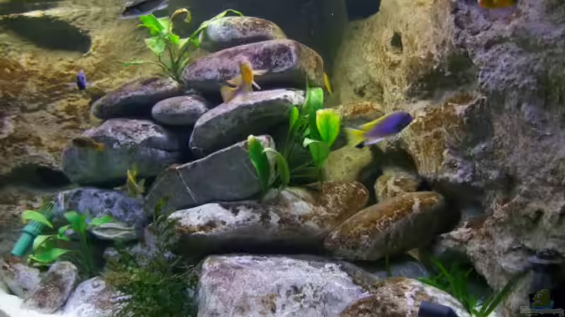 Malawi-Becken Malawi-Becken