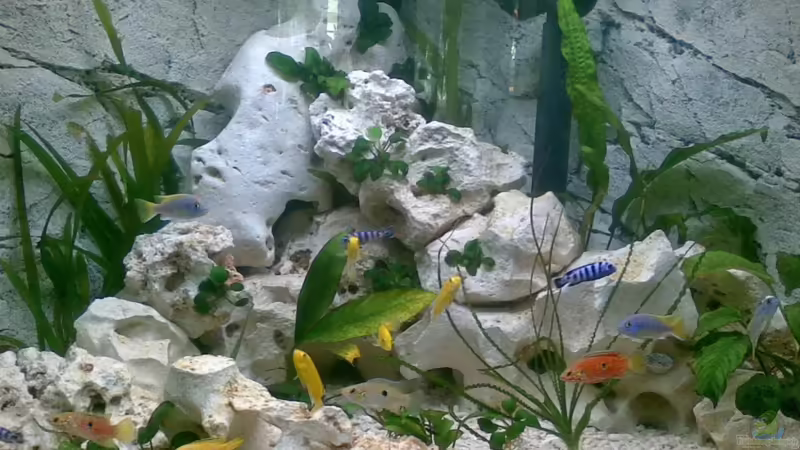 Malawi Becken Malawi Becken