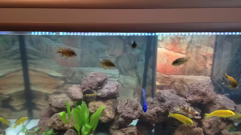 Malawi die 2. Malawi die 2.