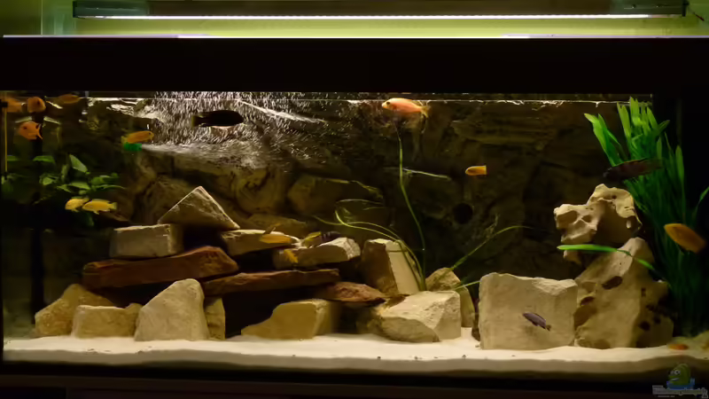 Malawi Felsenburg 240L Malawi Felsenburg 240L