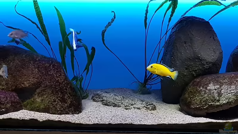 Malawi Lagoon Malawi Lagoon