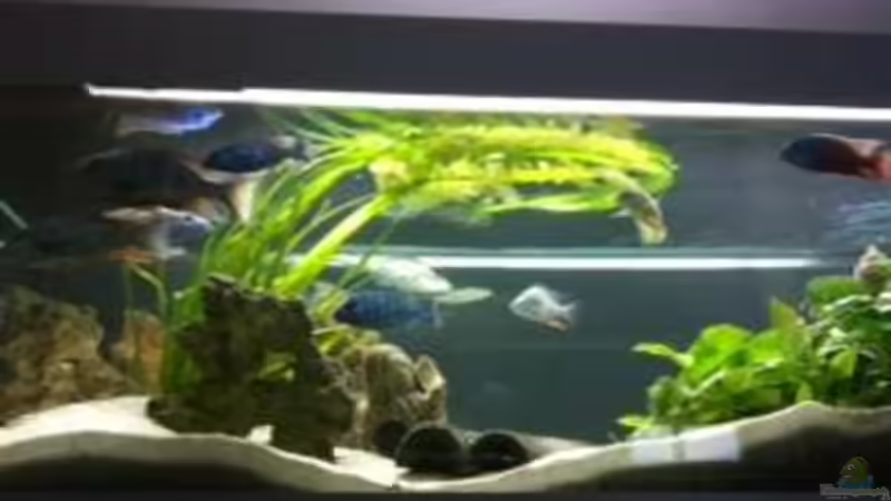 Malawi Räuber Becken Malawi Räuber Becken