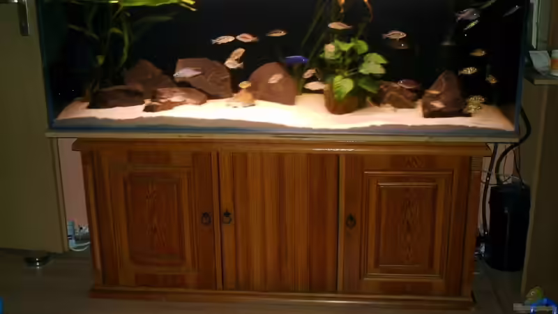 Malawi-Räuber Malawi-Räuber