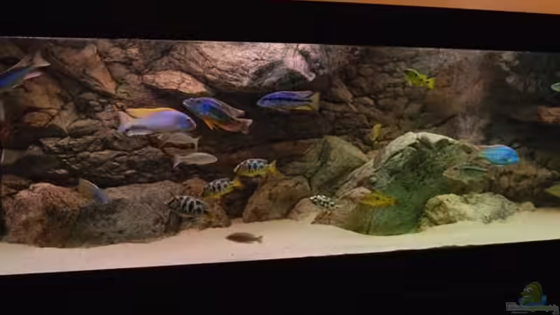 Malawi Räuberbecken Malawi Räuberbecken