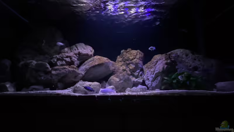 Malawi Reef 2.0 Malawi Reef 2.0