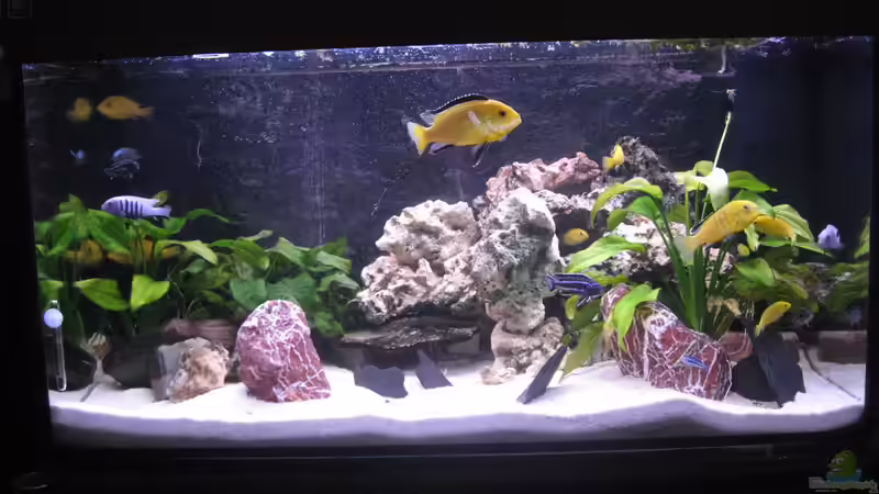 Malawi United anno 2012 Malawi United anno 2012