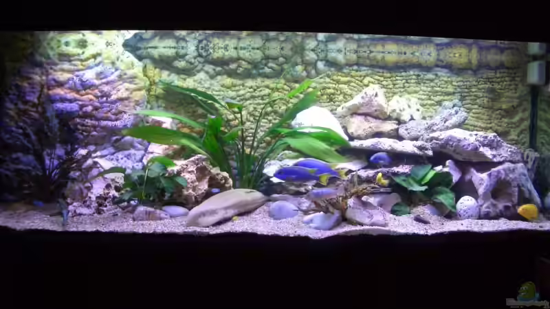 Malawi/Victoria (14.01.08) Malawi/Victoria (14.01.08)