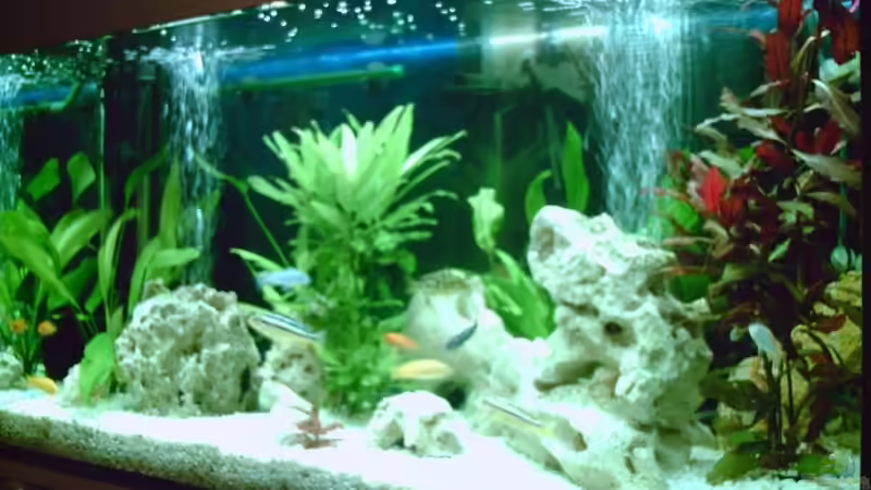 Malawibecken mit Pflanzen und Versteckmöglichkeiten Malawibecken mit Pflanzen und Versteckmöglichkeiten