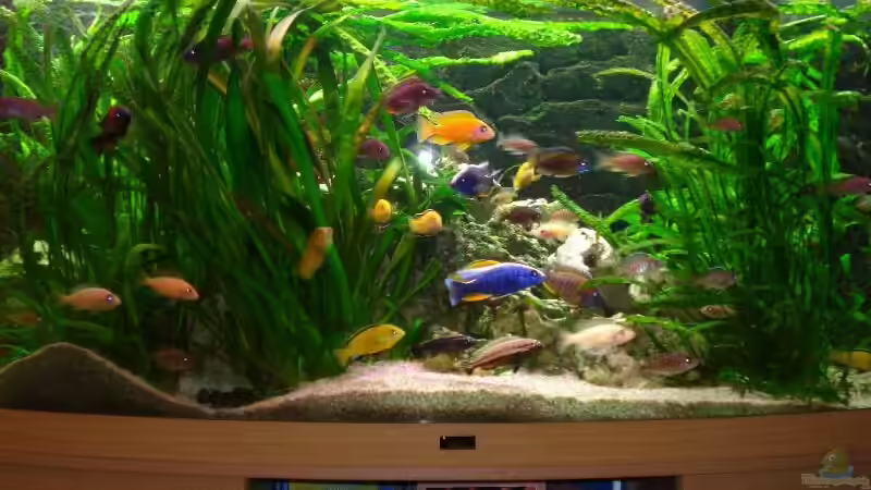 Malawibecken Malawibecken