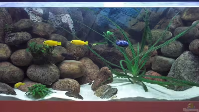 Malawiwelt am 25.05.2009 Malawiwelt am 25.05.2009