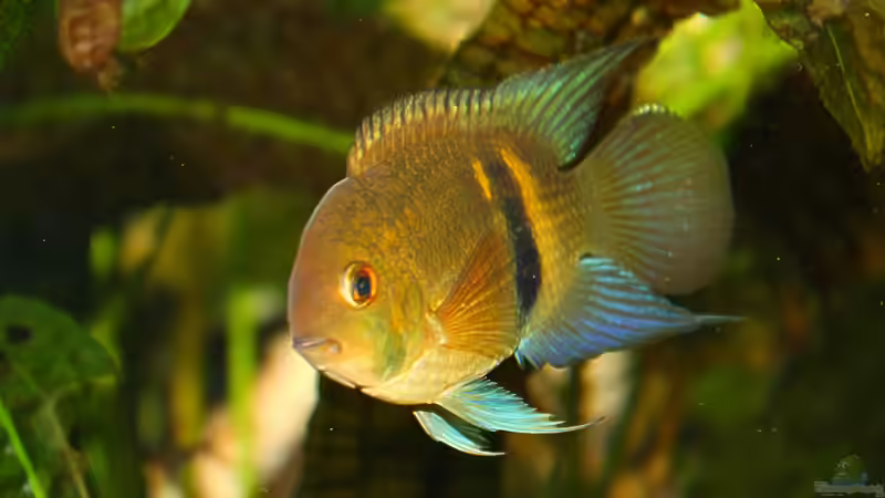 Maronibuntbarsch Maronibuntbarsch