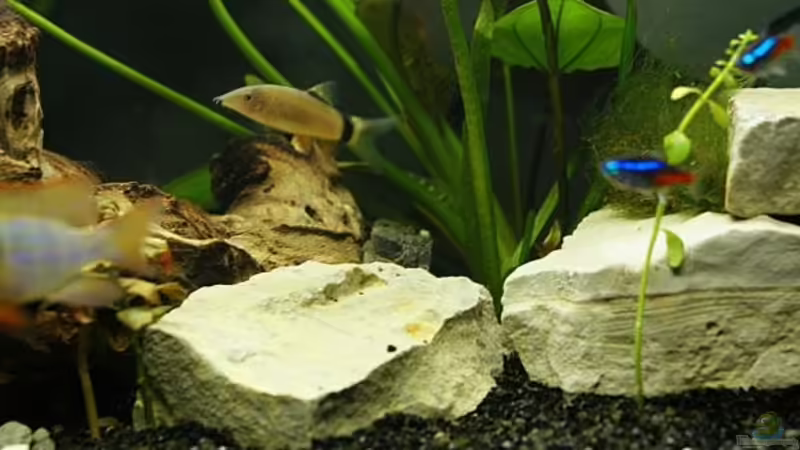 Yasuhikotakia morleti im Aquarium halten (Einrichtungsbeispiele für Mausschmerlen)