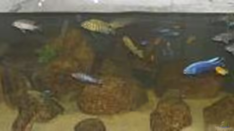Mbuna-Aquarium Mbuna-Aquarium
