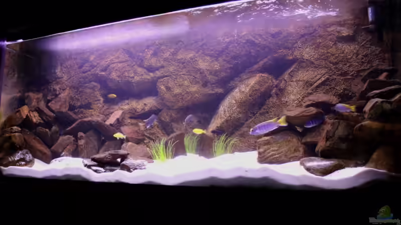 Mbuna Becken (VERKAUFT) Mbuna Becken (VERKAUFT)