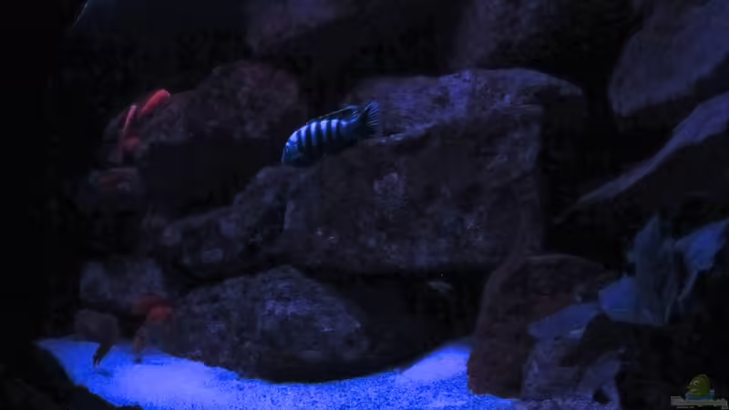 Mbuna Fels Mbuna Fels