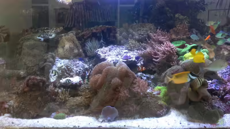 Beispiele und Infos zu Meerwasseraquarien (Einrichtungsbeispiele für ein Salzwasseraquarium)
