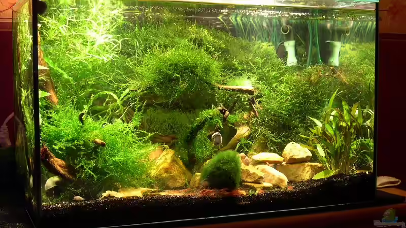 Mein ` Kleines` Mein ` Kleines`