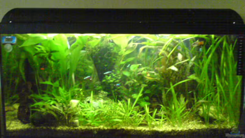 Mein 112L Aquarium (16.08.08) Mein 112L Aquarium (16.08.08)