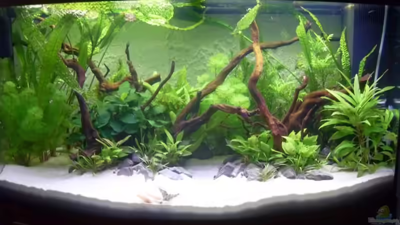 Mein 180l Aquarium Mein 180l Aquarium