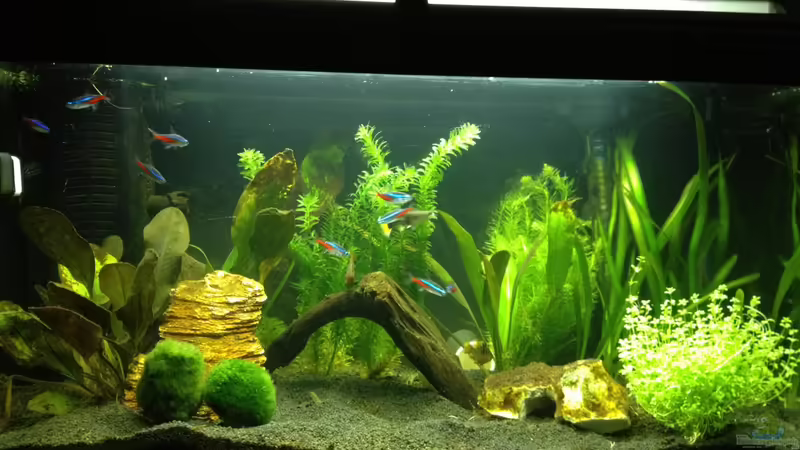 Mein 1tes Aquarium Mein 1tes Aquarium