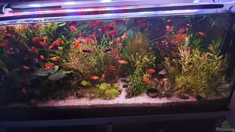 Mein 2. Aquarium Mein 2. Aquarium
