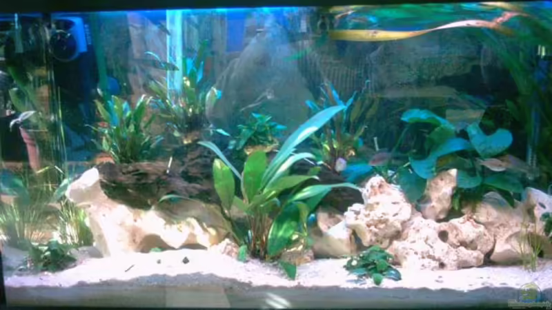 Mein 200 Liter Malawie Becken Mein 200 Liter Malawie Becken