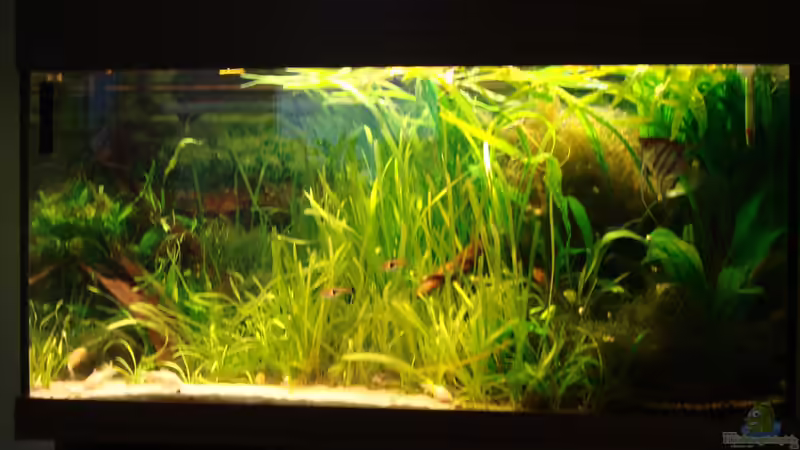 Mein 240 Liter Gesellschaftsbecken Mein 240 Liter Gesellschaftsbecken