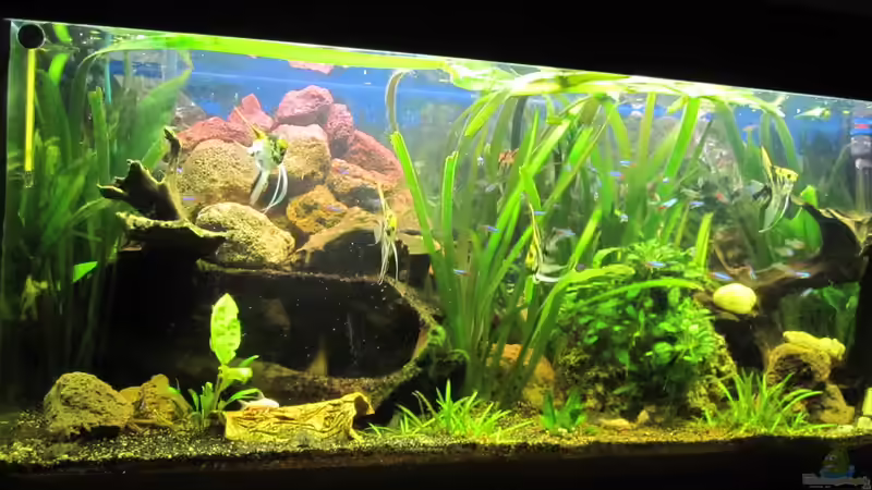 mein 240er mein 240er