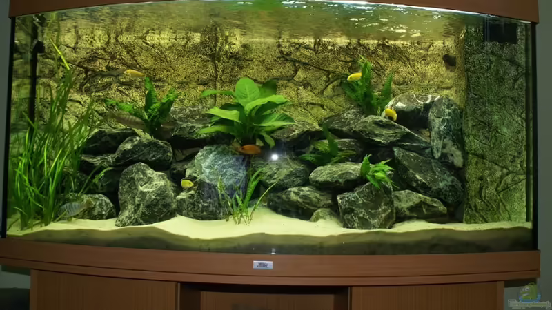 Mein 260l Malawi Becken Mein 260l Malawi Becken