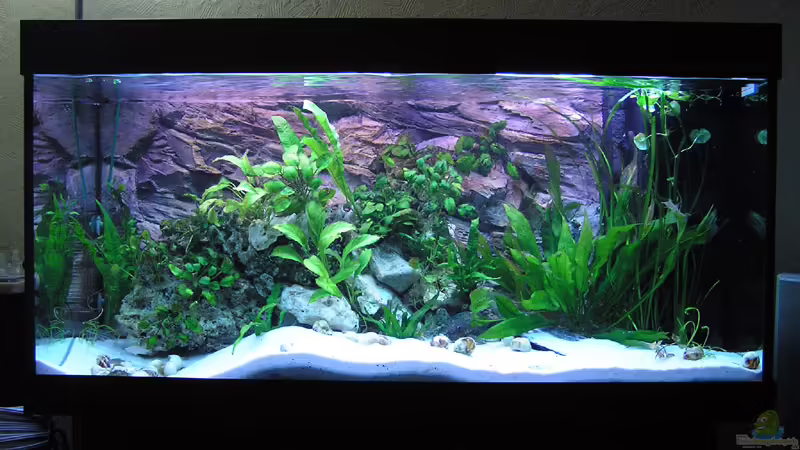 Mein 300l Tanganjika Becken Mein 300l Tanganjika Becken