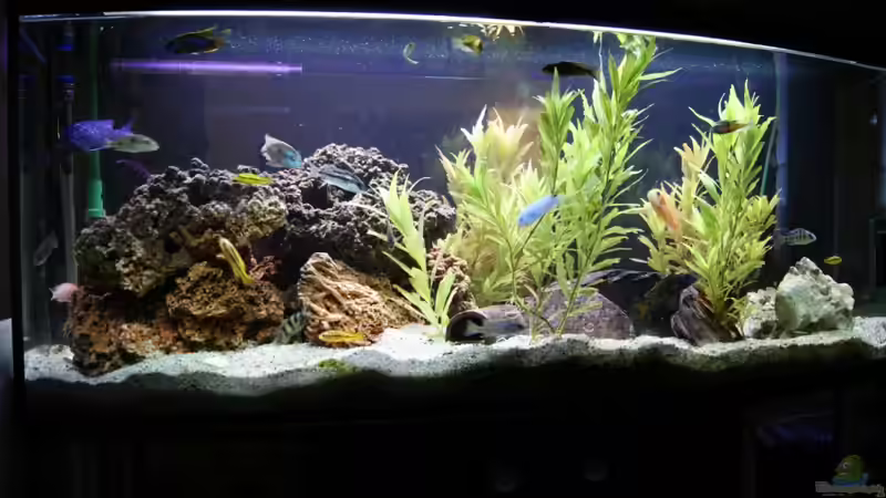 Mein 420l Ostafrika Becken Mein 420l Ostafrika Becken