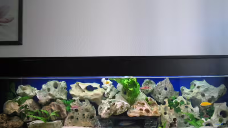 Mein 500 Liter Becken Mein 500 Liter Becken