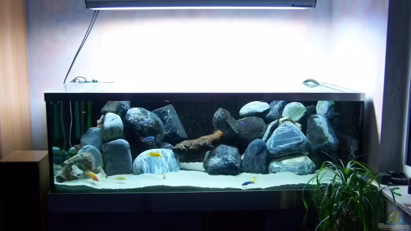 Mein 530er Malawi Mein 530er Malawi