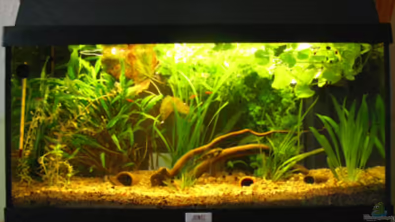 Mein 54L Aquarium Mein 54L Aquarium