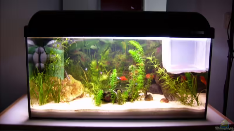 Mein 60 Liter Gesellschaftsbecken Mein 60 Liter Gesellschaftsbecken