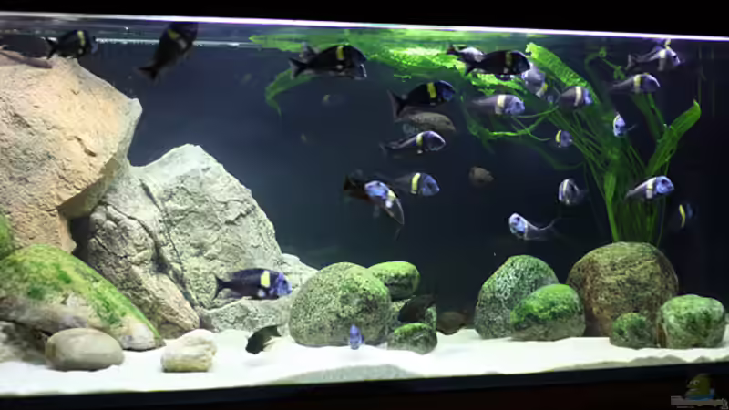 Mein 700L Tropheus-, Petrochromis-, Eretmodus-Becken Mein 700L Tropheus-, Petrochromis-, Eretmodus-Becken
