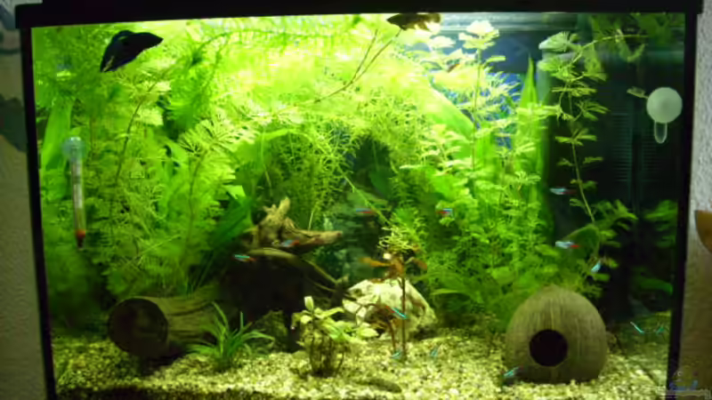 Mein 84 L Aquarium Mein 84 L Aquarium