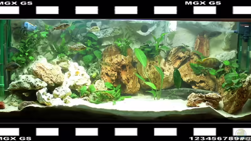 Mein aller erstes Aquarium Mein aller erstes Aquarium