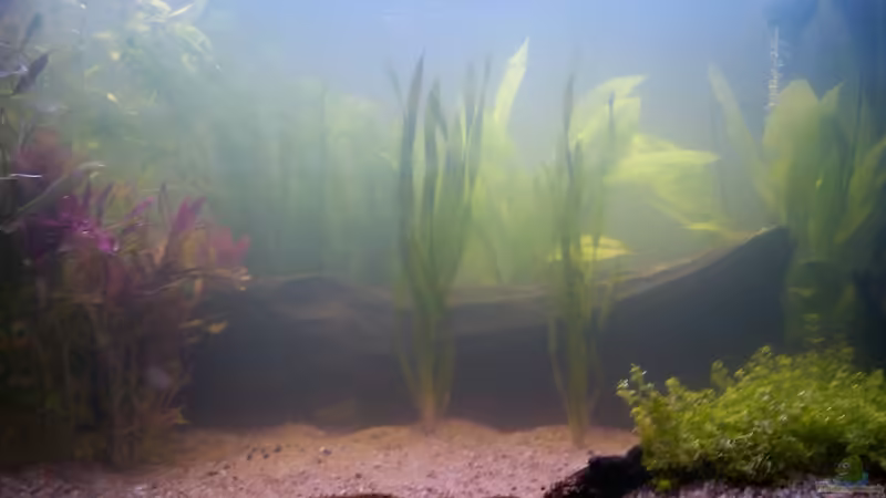 Mein Amazonas ;) Mein Amazonas ;)