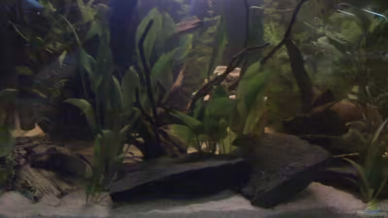 Mein Amazonas Becken Mein Amazonas Becken