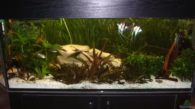 Mein AQ in 2009 Mein AQ in 2009